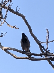 Corvus cornix