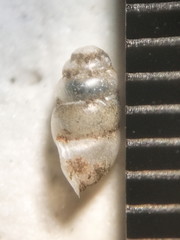 Gastrocopta corticaria