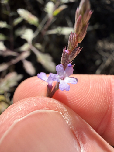 Mint-leaf vervain