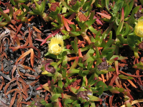 Carpobrotus edulis