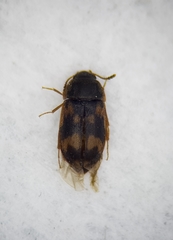 Litargus connexus