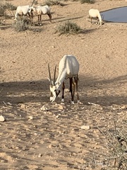 Oryx leucoryx