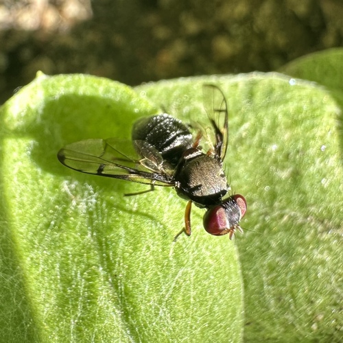 Unknown species found near Hawthorne St, Glendale, CA, US