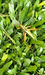 Staleochlora viridicata
