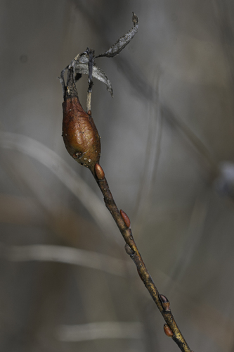 Unknown species found near Killington, VT, USA