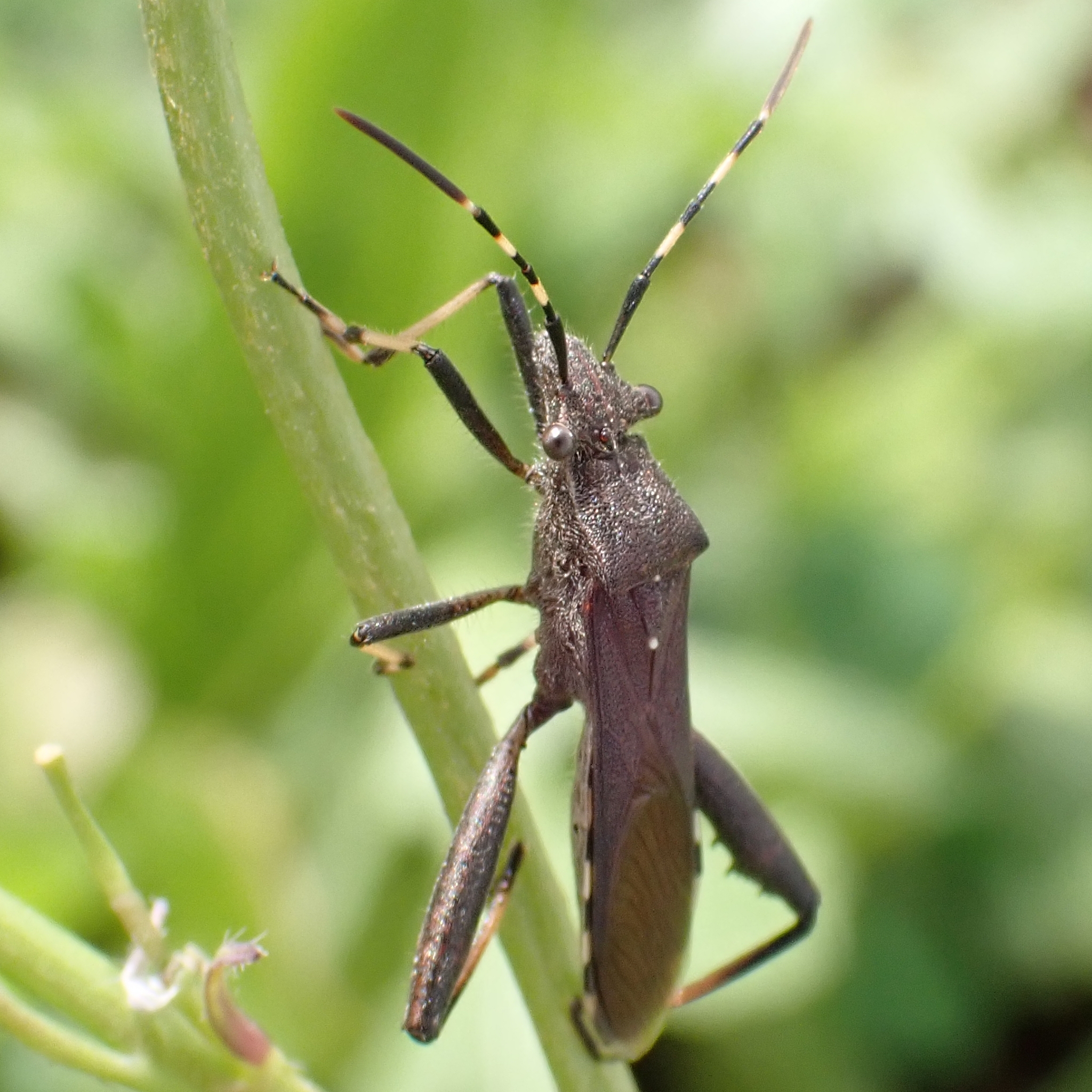 Camptopus lateralis