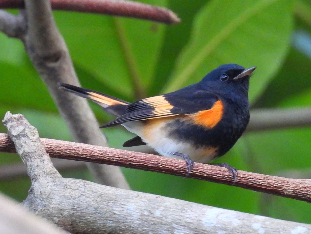 American Redstart