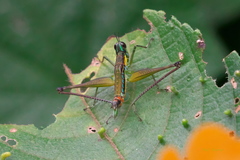 Paramastax duquei