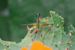 Paramastax duquei