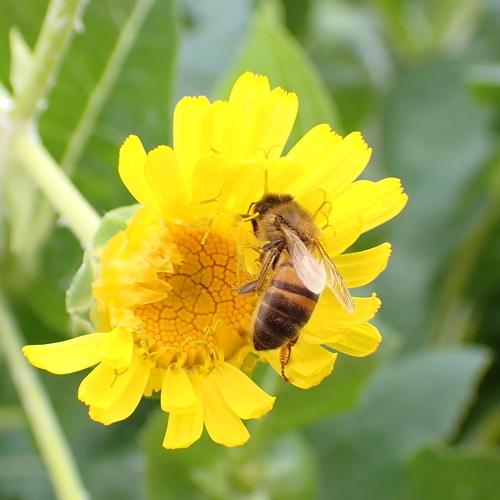 Bee