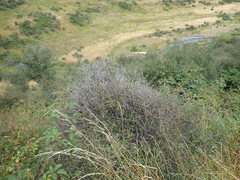 Helichrysum dimorphum