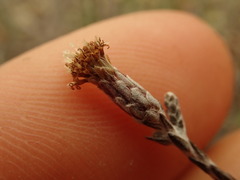 Helichrysum dimorphum