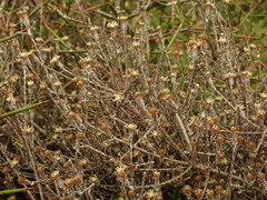 Helichrysum dimorphum