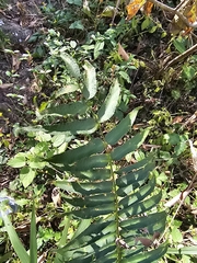 Phanerophlebia umbonata