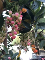 Arbutus × andrachnoides
