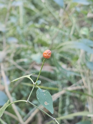 Red capsicum