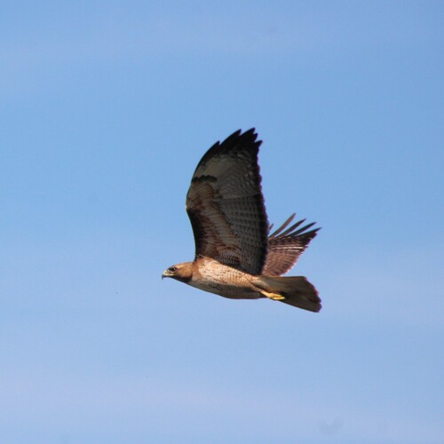 iNaturalist observation photo of Red-tailed Hawk