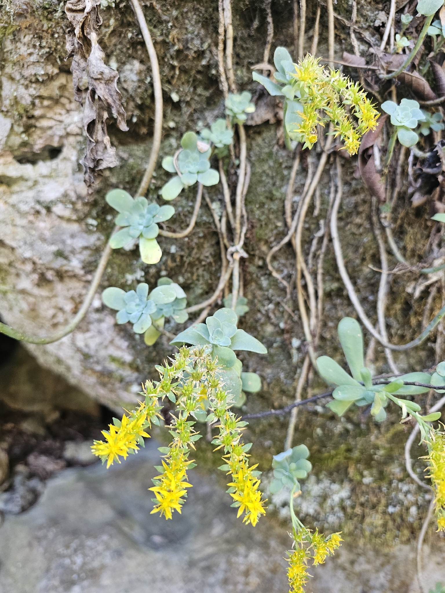 Palmer's Sedum (Sedum palmeri)