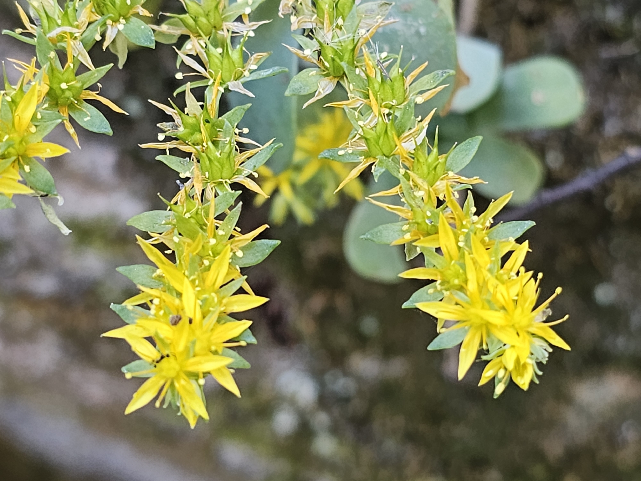 Imagem de Sedum Palmeri