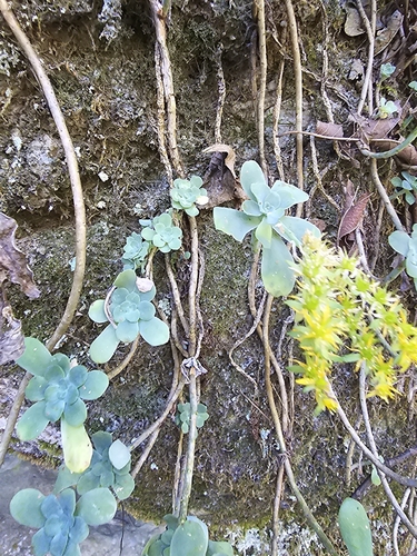 Foto de Sedum Palmeri