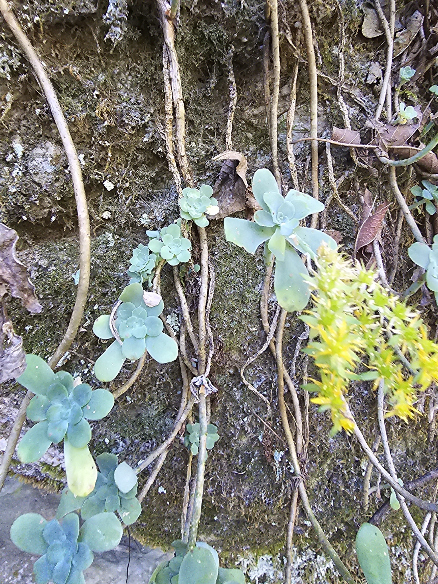 Imagem de Sedum Palmeri