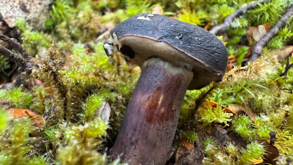 Tylopilus formosus · February 2026 · photo: © frankashwood (iNaturalist, cc-by)