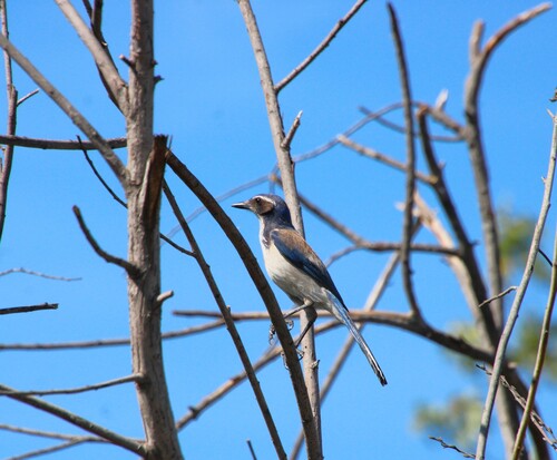 iNaturalist observation photo of California Scrub-Jay