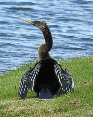 Anhinga anhinga