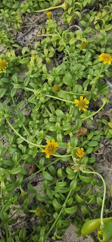 Lipochaeta integrifolia observed 2026-02-13