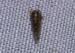 Xestocephalini