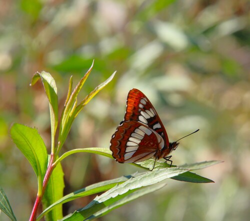 iNaturalist observation photo of Lorquin's Admiral