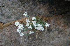 Noccaea cochleariformis