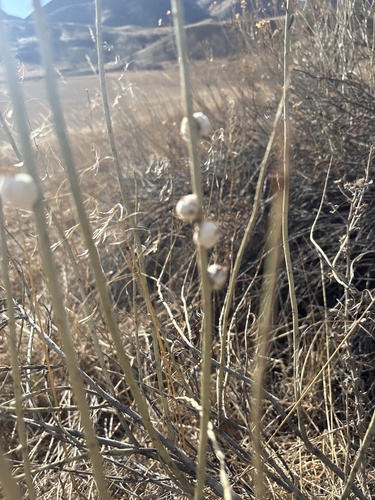 Unknown species found near South Valley Park, Littleton, CO, US