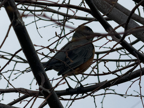 American Robin