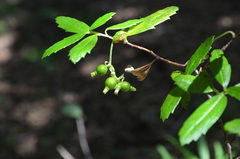 Ribes integrifolium