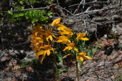 Chloraea nudilabia