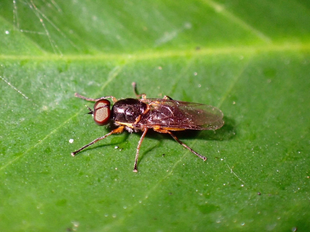 Oxycera stigmosa