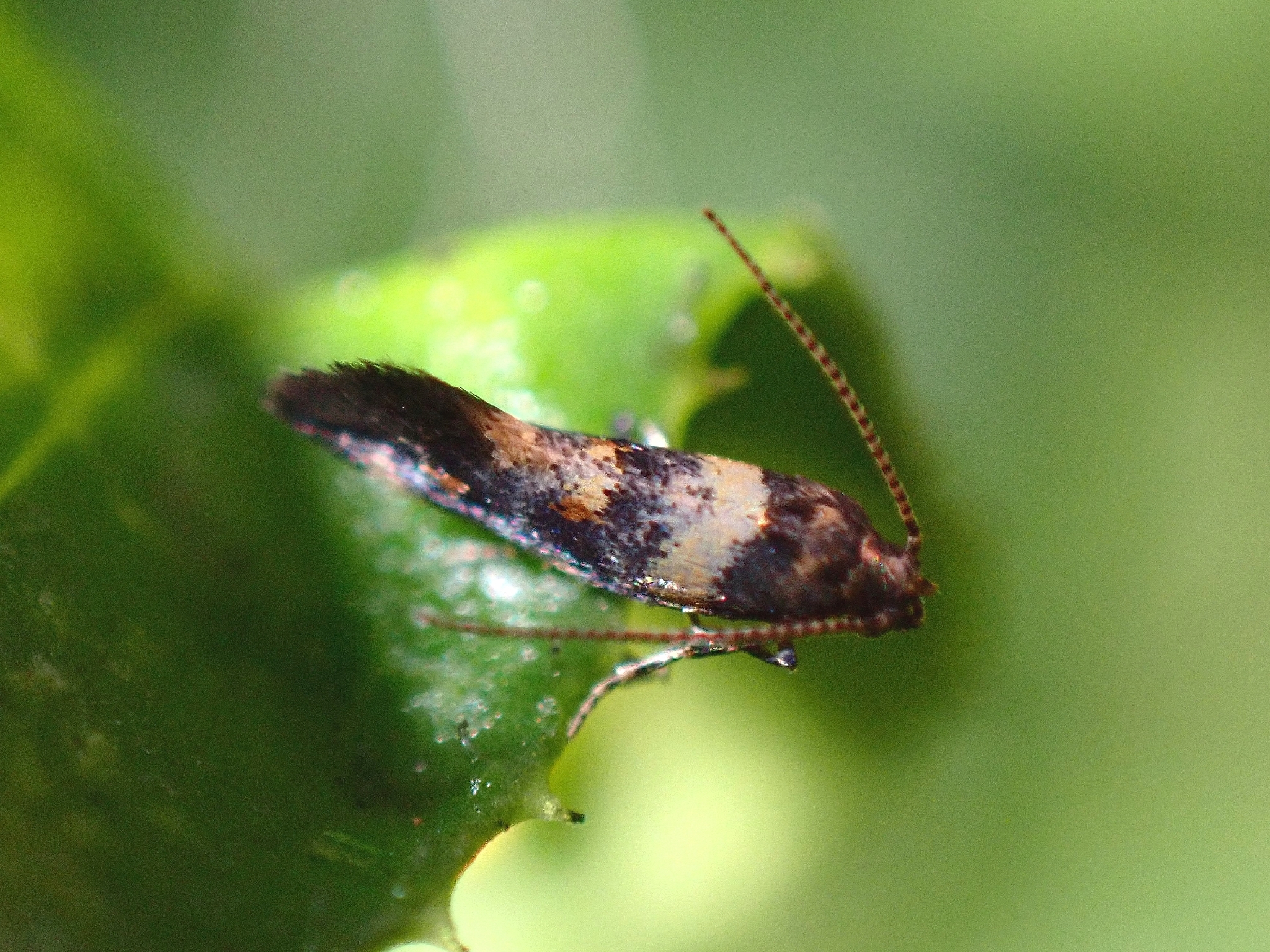 Chrysoesthia boseae