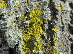 Candelariella xanthostigma