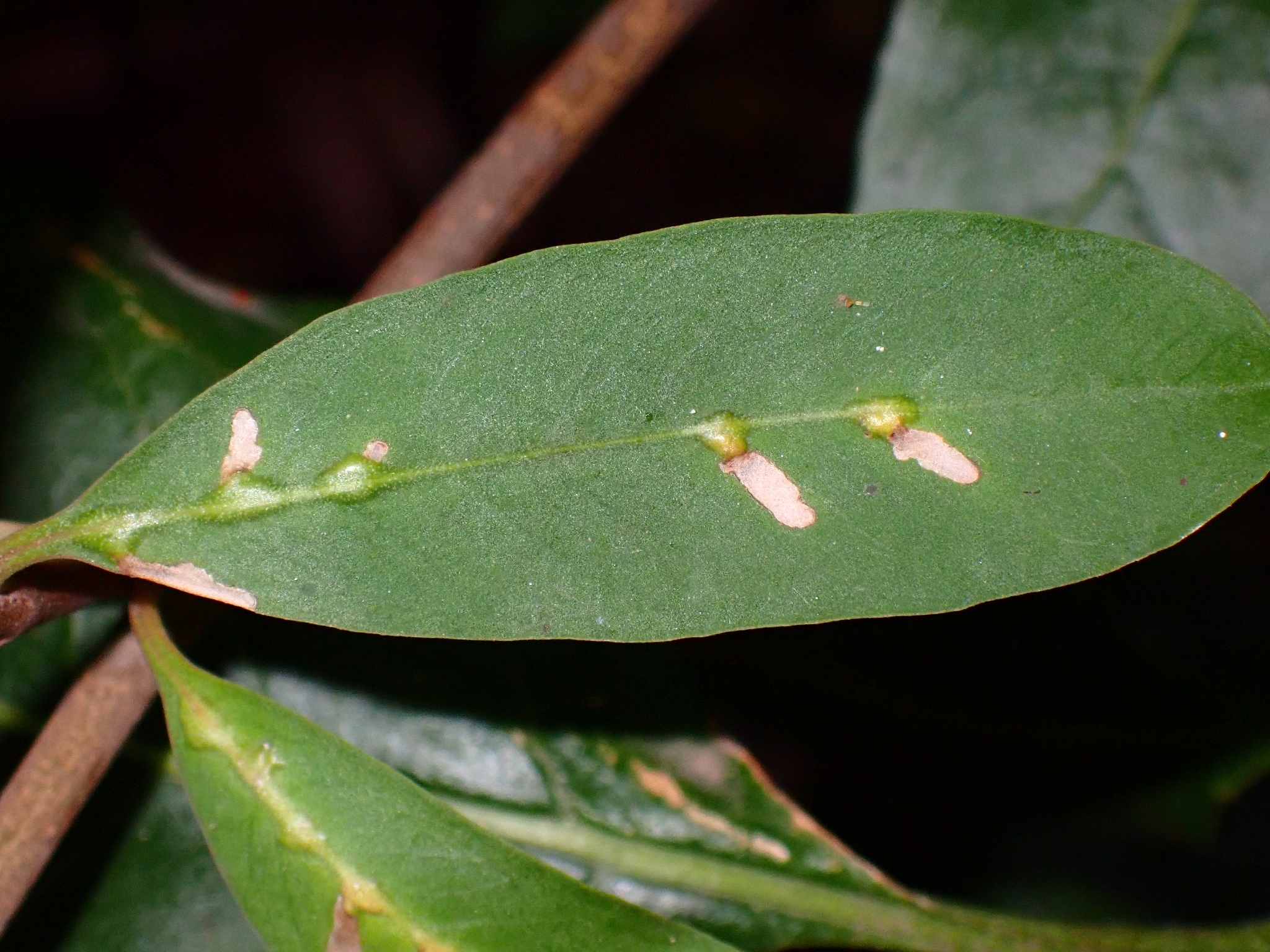Muhabbetana nigrifasciata