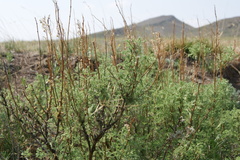 Artemisia santolinifolia