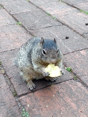 Otospermophilus variegatus