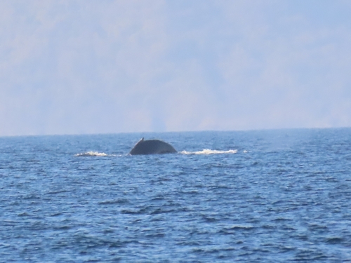 Megaptera novaeangliae