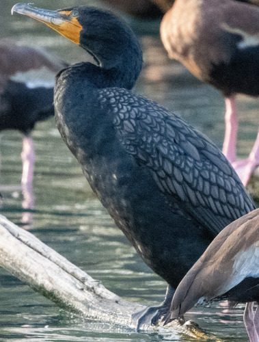 Double-crested Cormorant