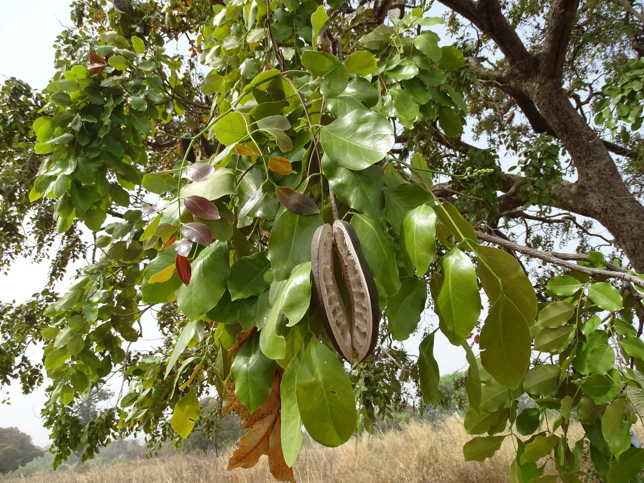 Afzelia africana