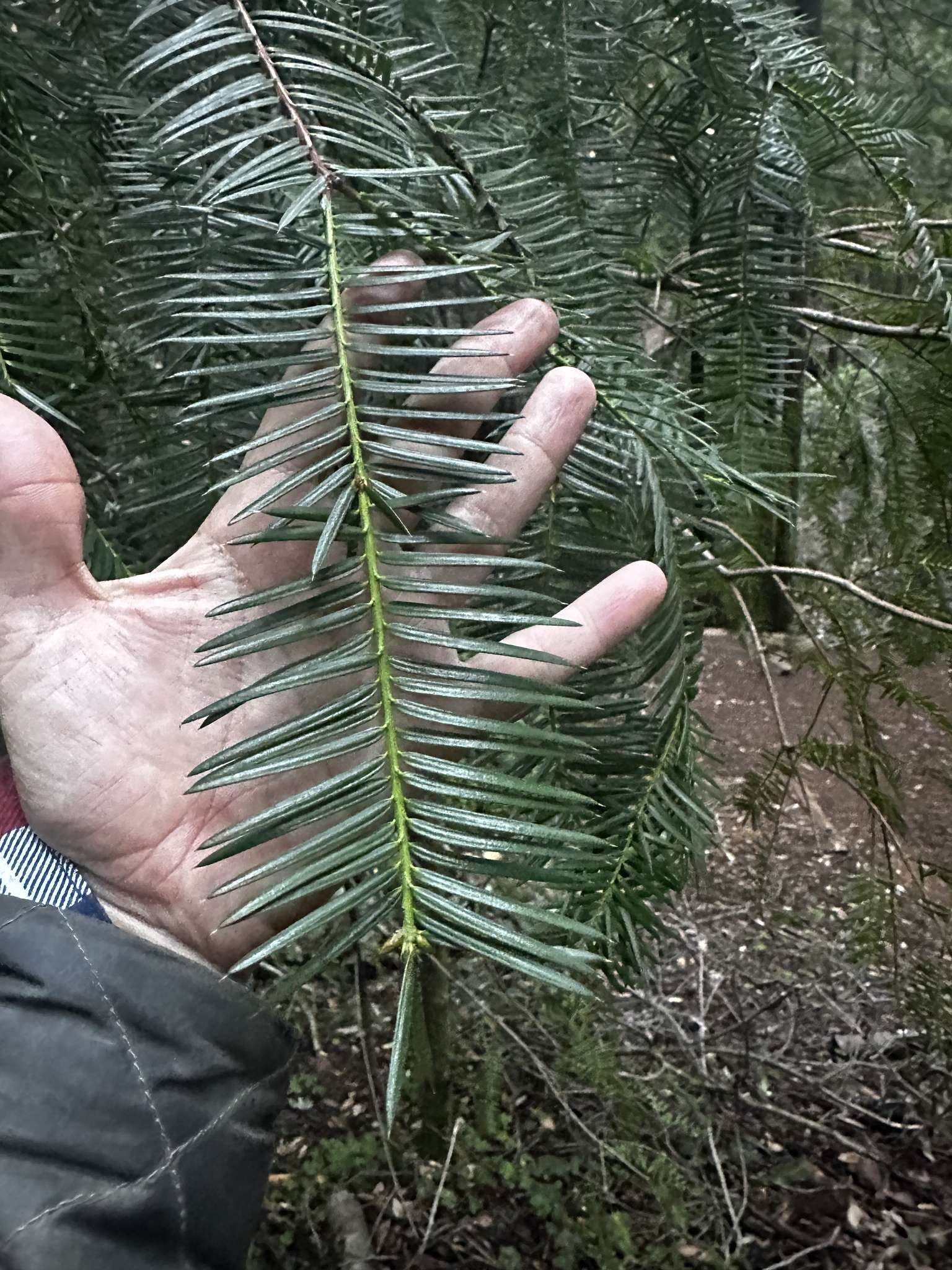 California Torreya (Torreya californica)