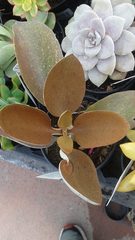 Kalanchoe orgyalis