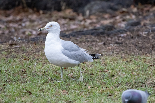 Ring-billed Gull
