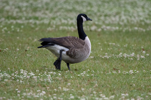 Canada Goose