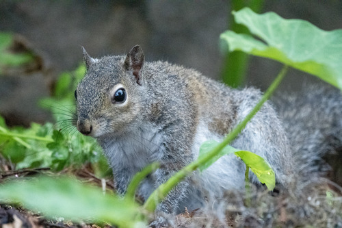 Eastern Gray Squirrel
